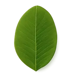 Banana Leaf