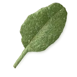 Bathua Leaf