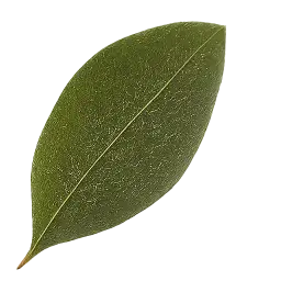 Bay Leaf