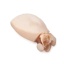 Calamari