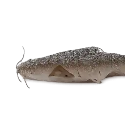 Catfish