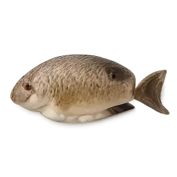 Chital Fish