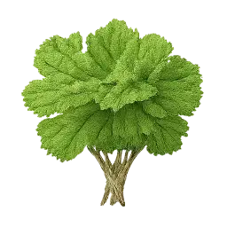 Cilantro