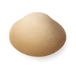 Clam