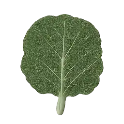 Collard Green