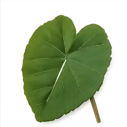 Colocasium Leaf