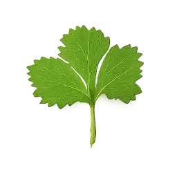 Coriander