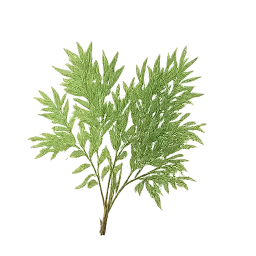 Dill