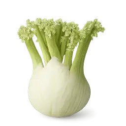 Fennel Bulb