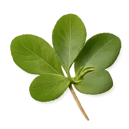 Fenugreek Leaf