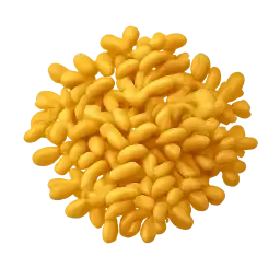 Fenugreek Seed