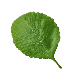 Fermented Yam Leaf