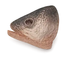 Fish Head