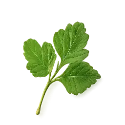 for garnish