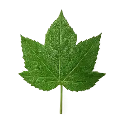 Gongura Leaf