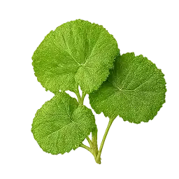 Gotu Kola