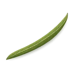 Green Bean