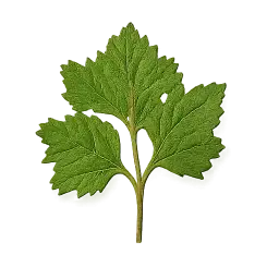 Herb