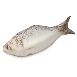 Hilsa Fish