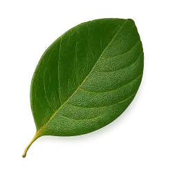 Jackfruit Leaf