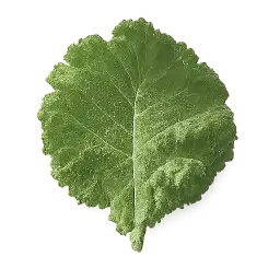 Kale