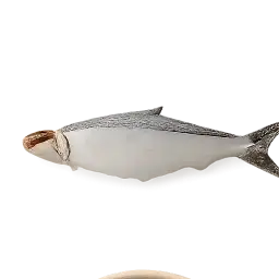 Ladyfish