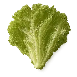 lettuce