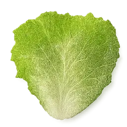 Lettuce Leaf