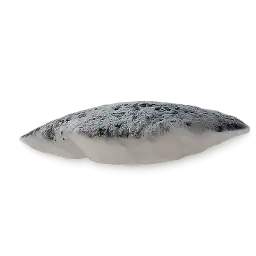 Mackerel