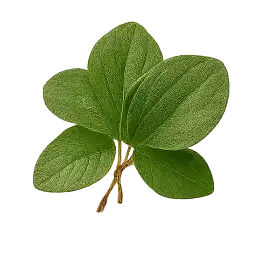 Malabar Spinach