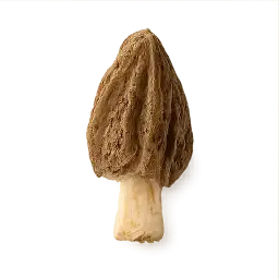Morel Mushroom