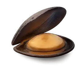 Mussel