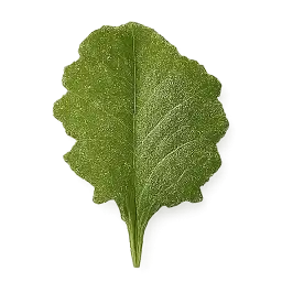 Mustard Green