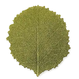 Mustard Leaf
