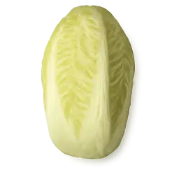 Napa Cabbage