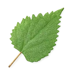 Nettle Leaf