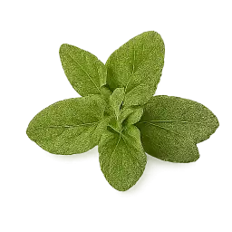 Oregano