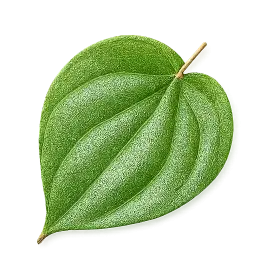 Paan Leaf