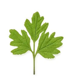 Parsley