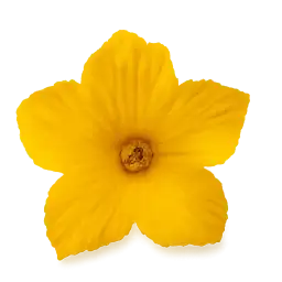 Pumpkin Flower
