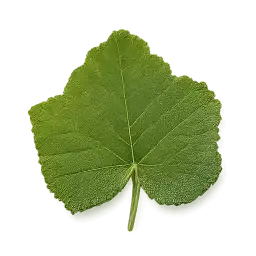Pumpkin Leaf