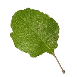 Radish Leaf