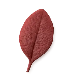 Red Amaranth Leaf