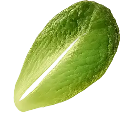Romaine Lettuce