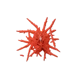 Saffron Strand