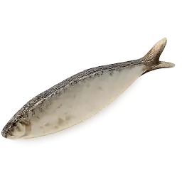 Sardine