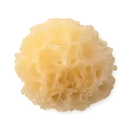 sauerkraut