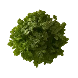 Seaweed