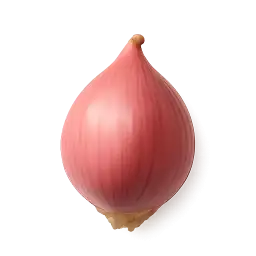 Shallot