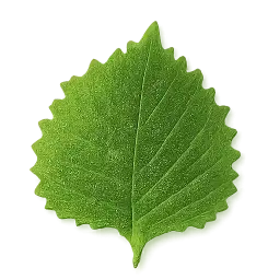 Shiso Leaf